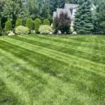 7 Signs Your Yard Needs Professional Landscaping Services